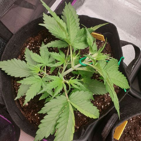 Blue Cheese Automatic growlog photo: LST