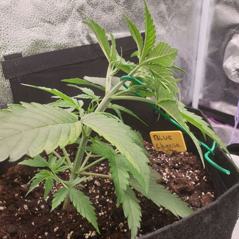 Blue Cheese Automatic growlog photo: LST