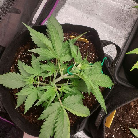 Blue Cheese Automatic growlog photo: LST