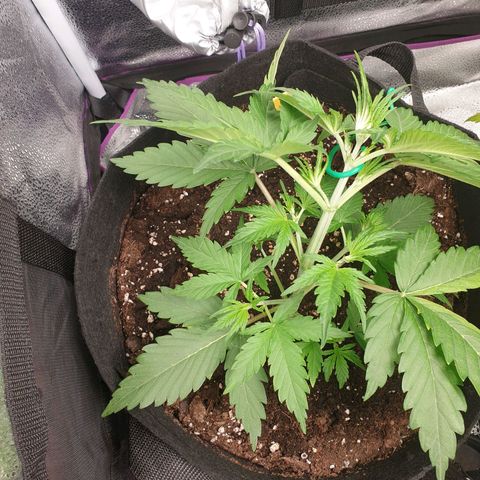Blue Cheese Automatic growlog timeline photo