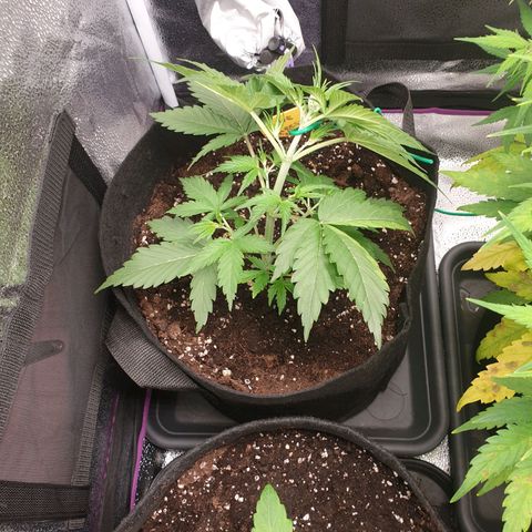 Blue Cheese Automatic growlog timeline photo
