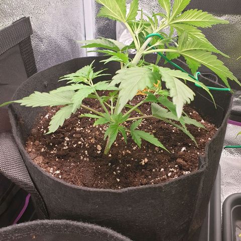 Blue Cheese Automatic growlog timeline photo