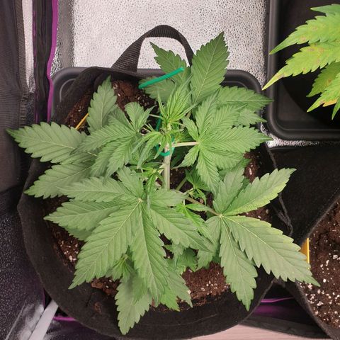 Blue Cheese Automatic growlog timeline photo