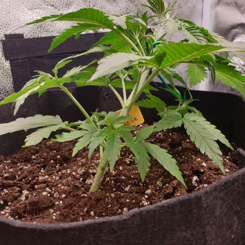 Blue Cheese Automatic growlog timeline photo
