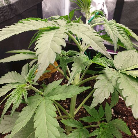Blue Cheese Automatic growlog timeline photo
