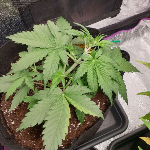 Blue Cheese Automatic growlog timeline photo