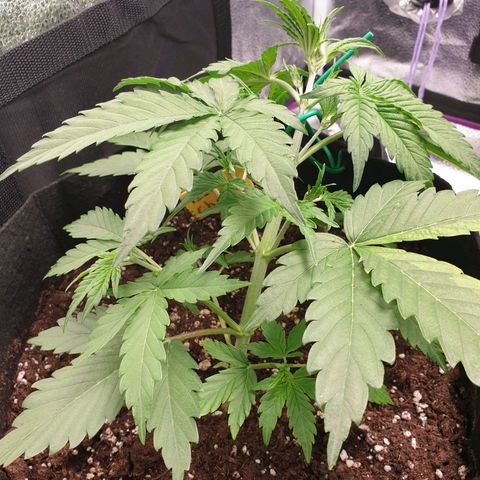 Blue Cheese Automatic growlog timeline photo