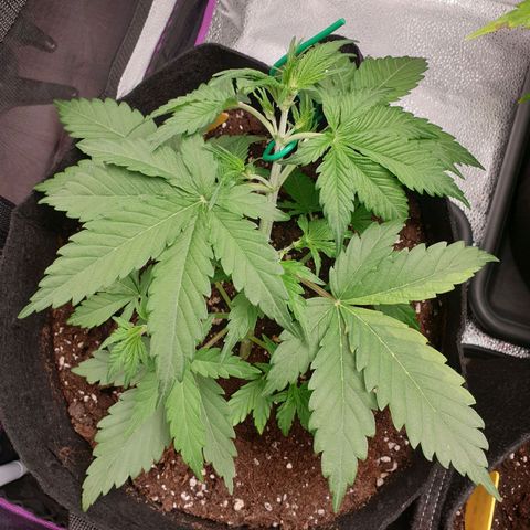 Blue Cheese Automatic growlog timeline photo