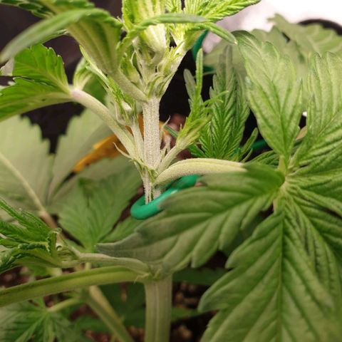 Blue Cheese Automatic growlog timeline photo