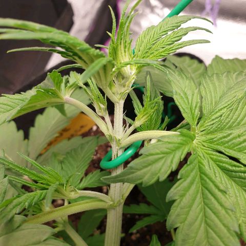Blue Cheese Automatic growlog timeline photo