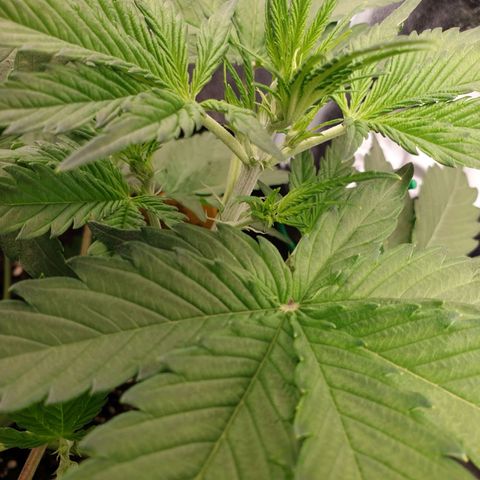Blue Cheese Automatic growlog timeline photo