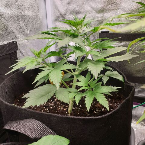 Blue Cheese Automatic growlog timeline photo