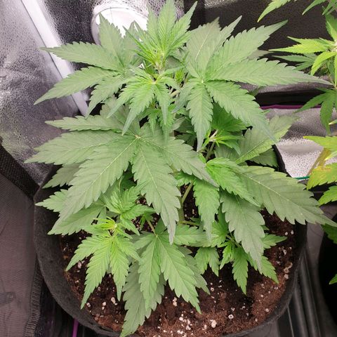 Blue Cheese Automatic growlog timeline photo