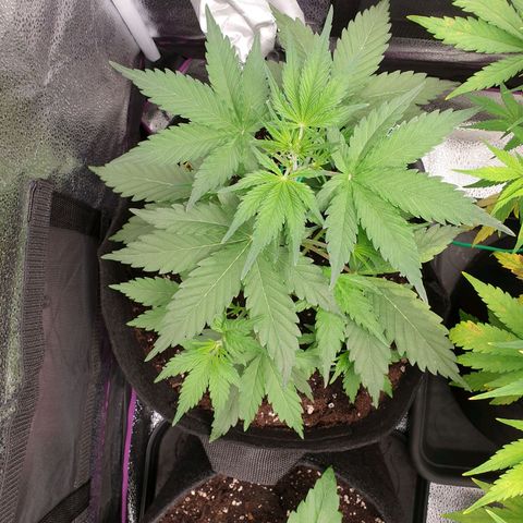 Blue Cheese Automatic growlog timeline photo
