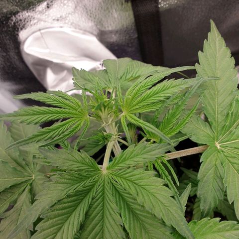 Blue Cheese Automatic growlog timeline photo