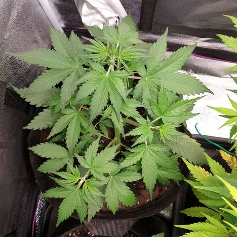 Blue Cheese Automatic growlog timeline photo