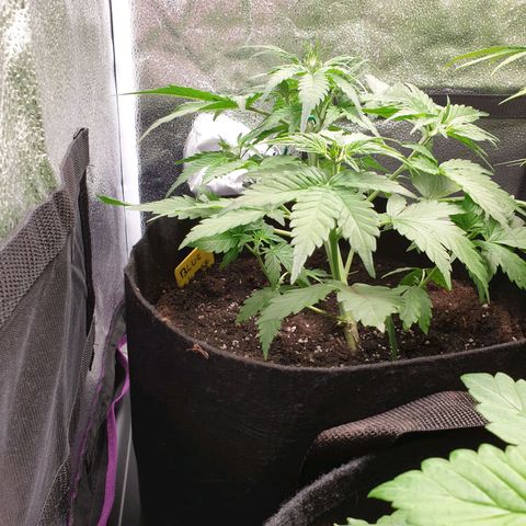 Blue Cheese Automatic growlog timeline photo
