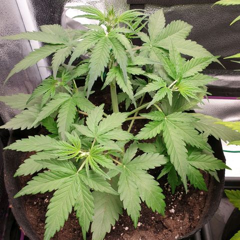 Blue Cheese Automatic growlog timeline photo