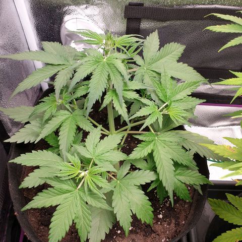Blue Cheese Automatic growlog timeline photo