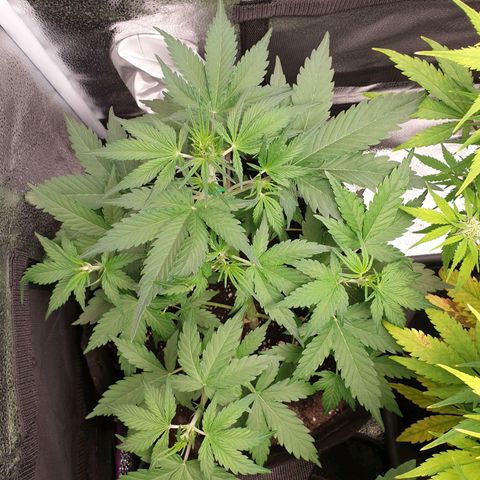 Blue Cheese Automatic growlog timeline photo