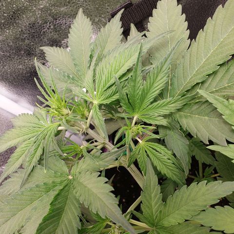 Blue Cheese Automatic growlog timeline photo