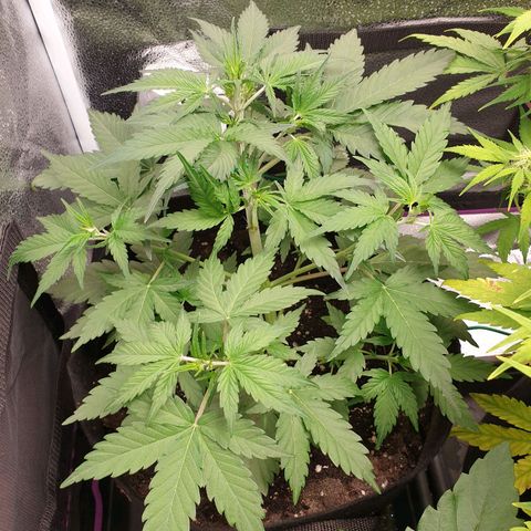 Blue Cheese Automatic growlog timeline photo