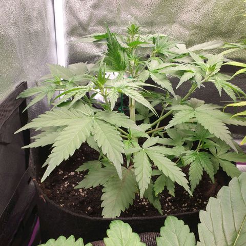 Blue Cheese Automatic growlog timeline photo