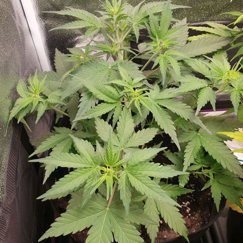 Blue Cheese Automatic growlog timeline photo