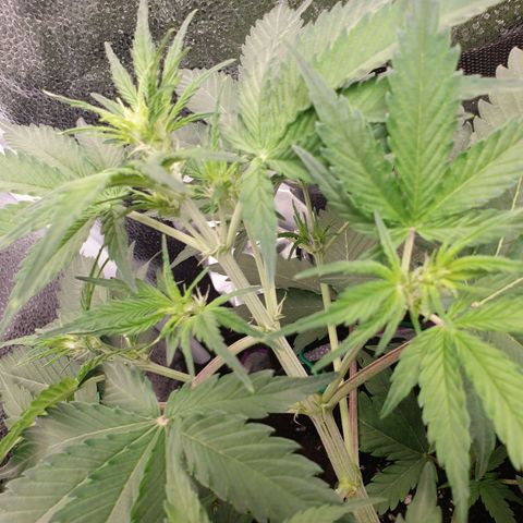 Blue Cheese Automatic growlog timeline photo