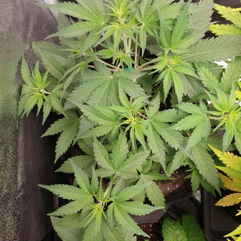 Blue Cheese Automatic growlog timeline photo