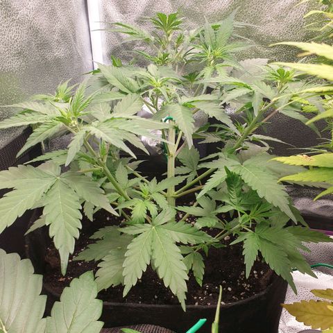 Blue Cheese Automatic growlog timeline photo