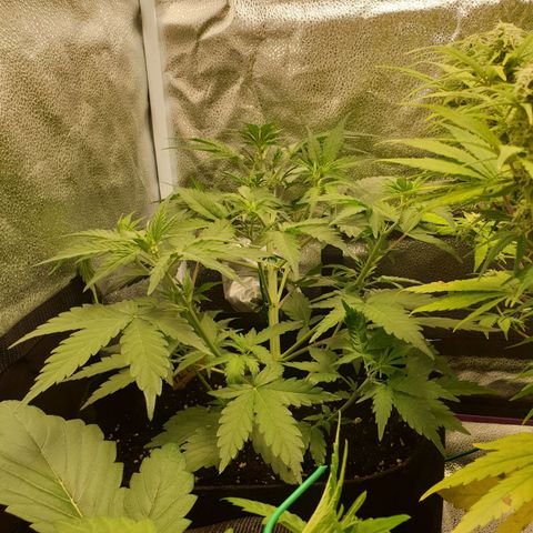 Blue Cheese Automatic growlog timeline photo