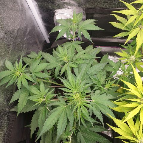 Blue Cheese Automatic growlog timeline photo