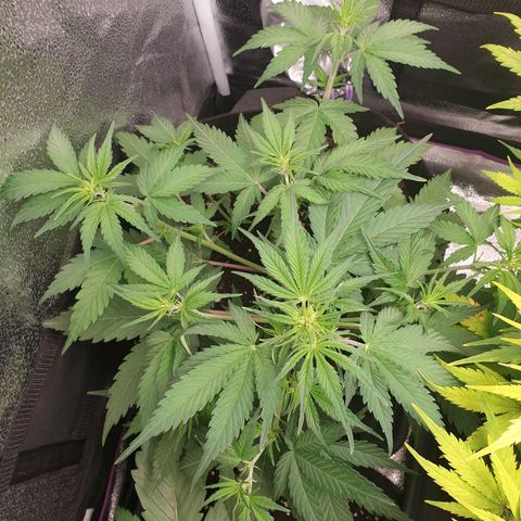 Blue Cheese Automatic growlog timeline photo