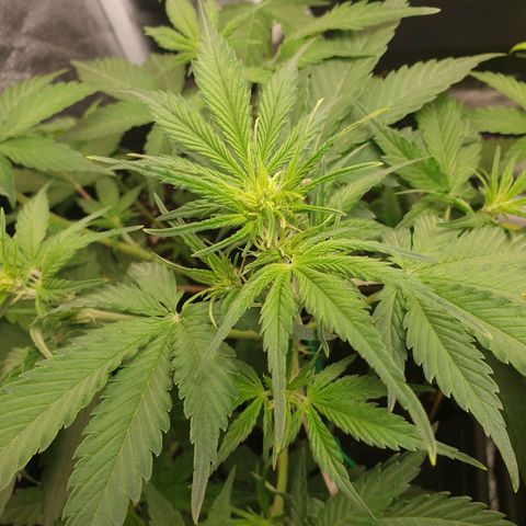 Blue Cheese Automatic growlog timeline photo