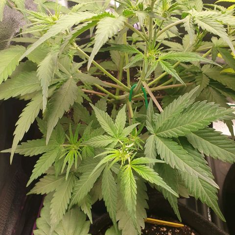 Blue Cheese Automatic growlog timeline photo