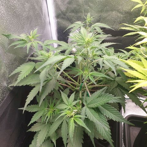 Blue Cheese Automatic growlog timeline photo