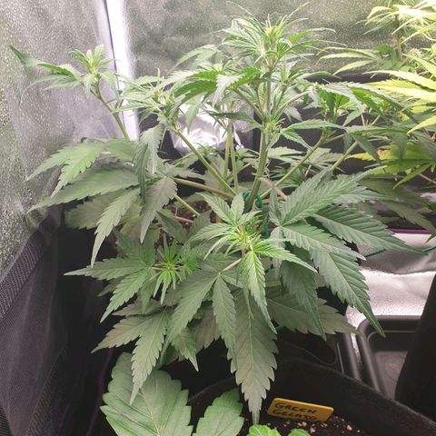 Blue Cheese Automatic growlog timeline photo