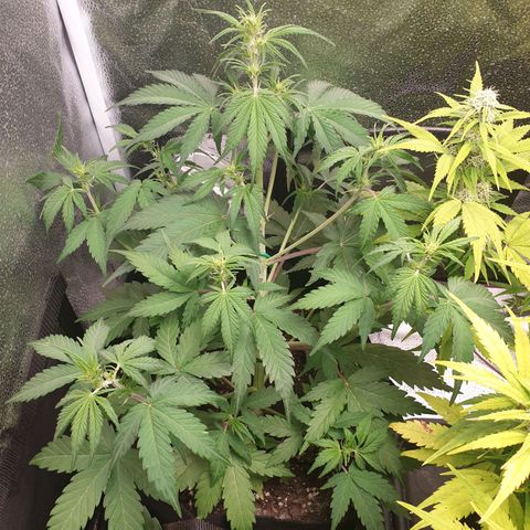 Blue Cheese Automatic growlog timeline photo