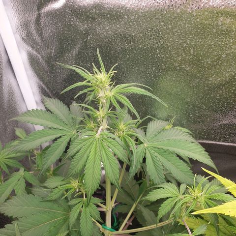 Blue Cheese Automatic growlog timeline photo