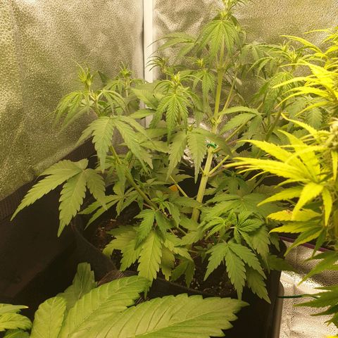 Blue Cheese Automatic growlog timeline photo