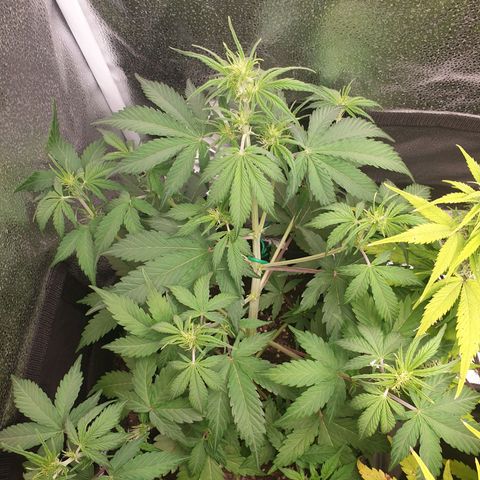 Blue Cheese Automatic growlog timeline photo