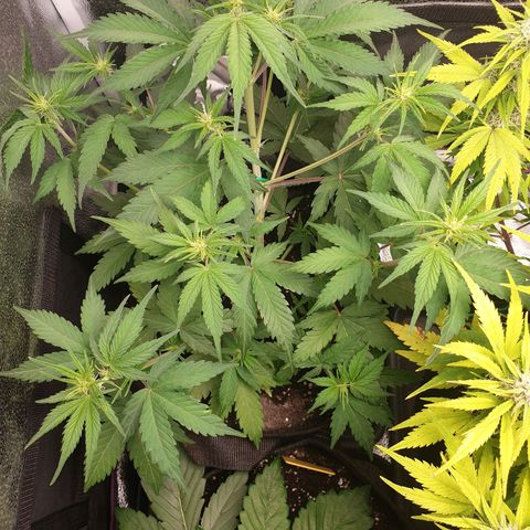 Blue Cheese Automatic growlog timeline photo
