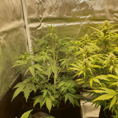 Blue Cheese Automatic growlog timeline photo