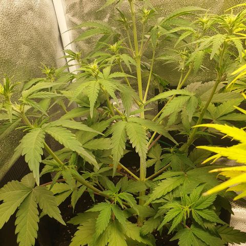 Blue Cheese Automatic growlog timeline photo