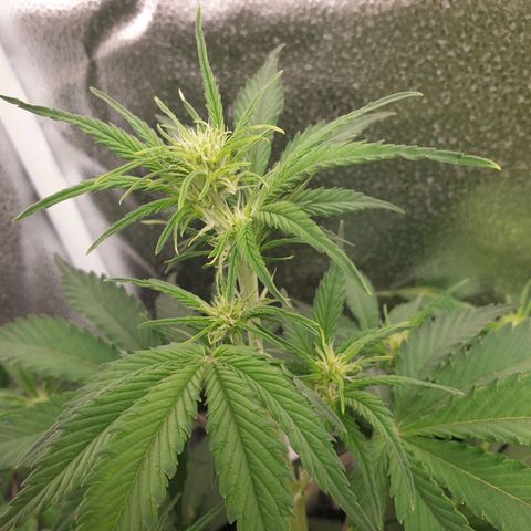 Blue Cheese Automatic growlog timeline photo