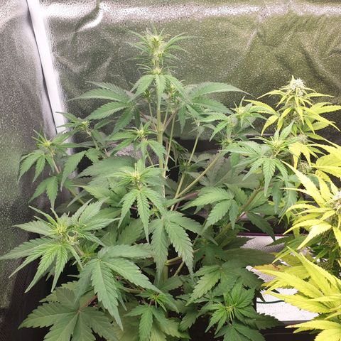 Blue Cheese Automatic growlog timeline photo