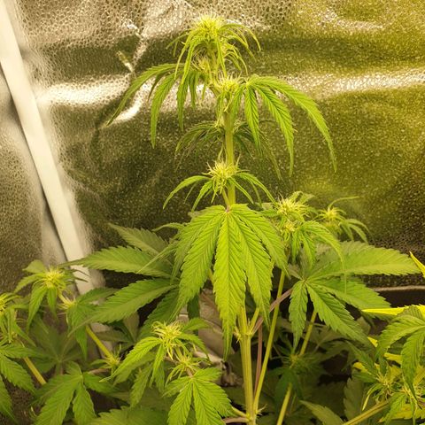 Blue Cheese Automatic growlog timeline photo
