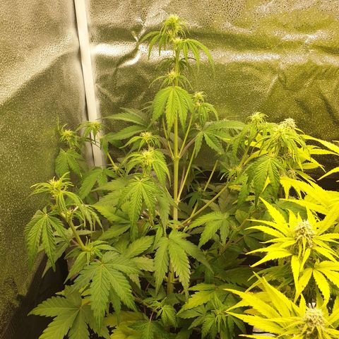 Blue Cheese Automatic growlog timeline photo