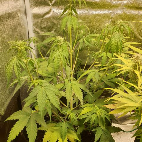 Blue Cheese Automatic growlog timeline photo